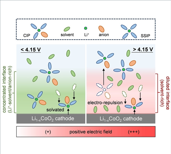 Revealing the Dynamic Evolution of Electrolyte Configuration on the Cathode-Electrolyte Interface by Visualizing (De) Solvation Processes
