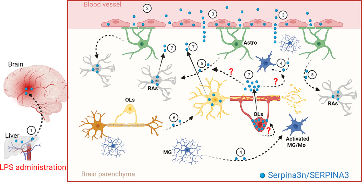 Regulation of CNS pathology by Serpina3n/SERPINA3: The knowns and the puzzles