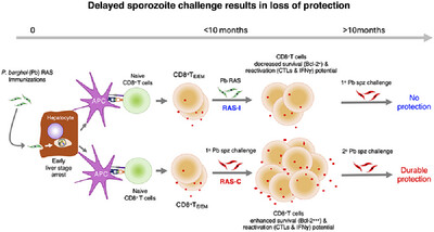 Plasmodium berghei Radiation-Attenuated Sporozoite-Immunized Mice Require Infectious Sporozoite Challenge to Maintain Protective Immunity