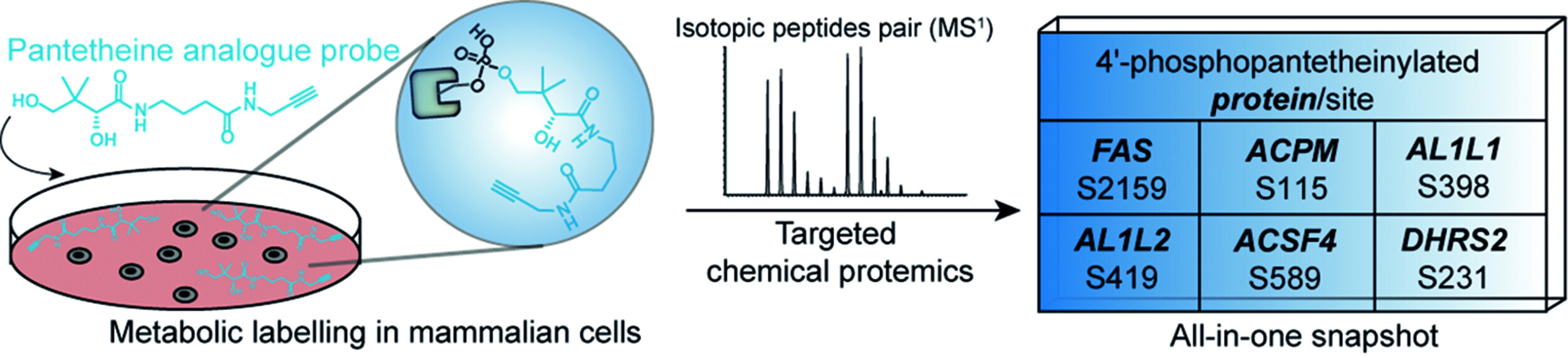 Chemical Proteomic Profiling of Protein 4′-Phosphopantetheinylation in Mammalian Cells
