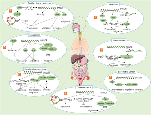 Details are in the caption following the image Details are in the caption following the image