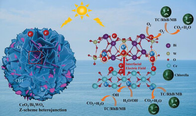 In Situ Interfacial Engineering of CeO2/Bi2WO6 Heterojunction with Improved Photodegradation of Tetracycline and Organic Dyes: Mechanism Insight and Toxicity Assessment