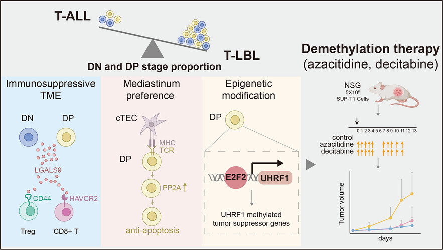 T-cell differentiation stage block bias confers hypermethylation and mediastinal preference in T-cell lymphoblastic lymphoma