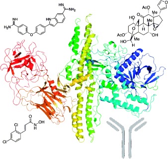 The Strange Case of the Botulinum Neurotoxin: Using Chemistry and Biology to Modulate the Most Deadly Poison