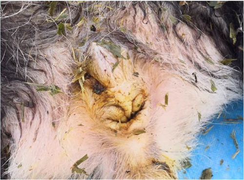 Details are in the caption following the image Details are in the caption following the image