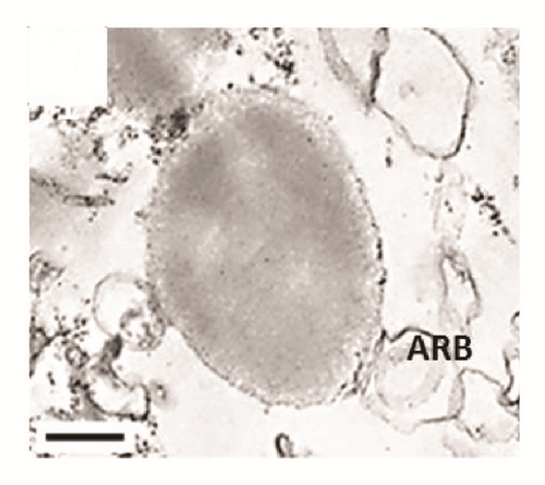 Details are in the caption following the image