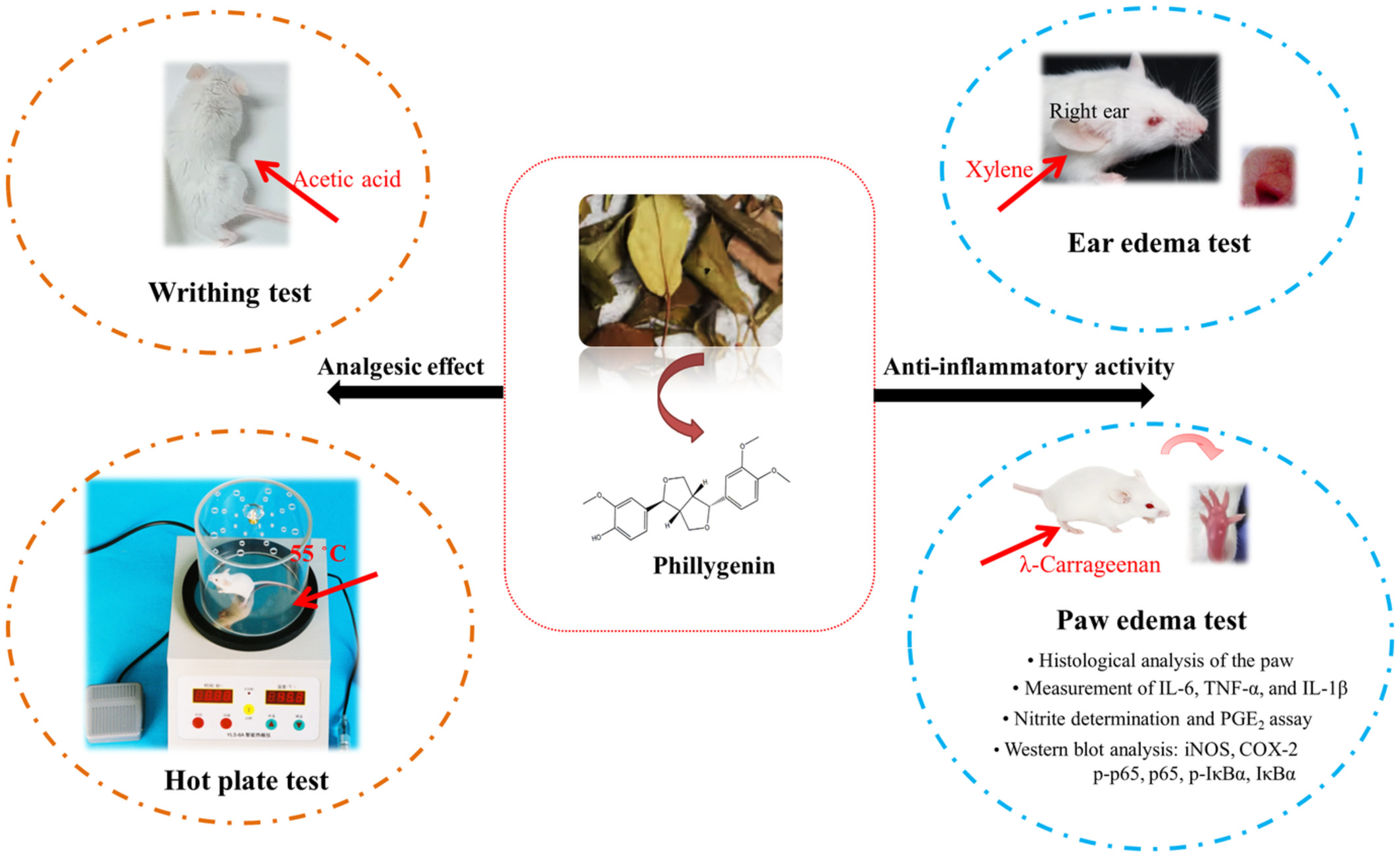 Phillygenin from Forsythia suspensa leaves exhibits analgesic potential and anti-inflammatory activity in carrageenan-induced paw edema in mice