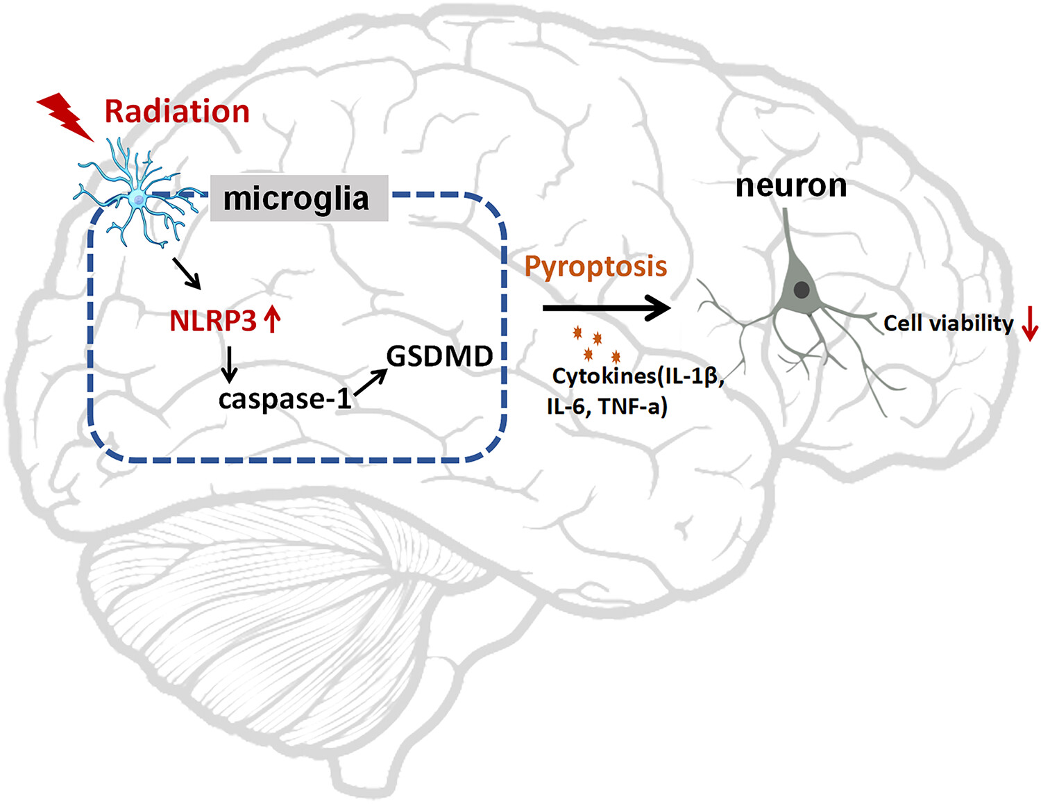 NLRP3 promotes radiation-induced brain injury by regulating microglial pyroptosis