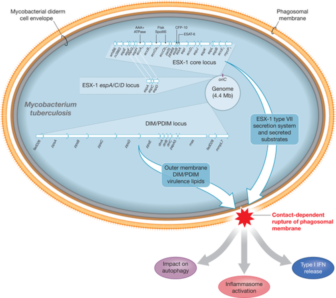 Breaching the phagosome, the case of the tuberculosis agent