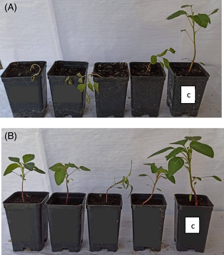 Details are in the caption following the image Details are in the caption following the image