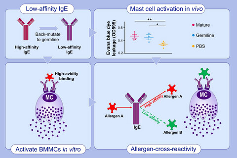 Low-affinity but high-avidity interactions may offer an explanation for IgE-mediated allergen cross-reactivity