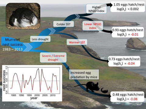 Predator-mediated effects of severe drought associated with poor reproductive success of a seabird in a cross-ecosystem cascade