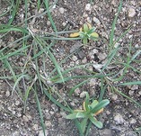 Emergence and early survival of early versus late seral species in Great Basin restoration in two different soil types