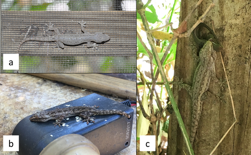 Details are in the caption following the image