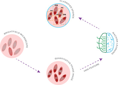 Pebrine diagnosis using quantitative phase imaging and machine learning