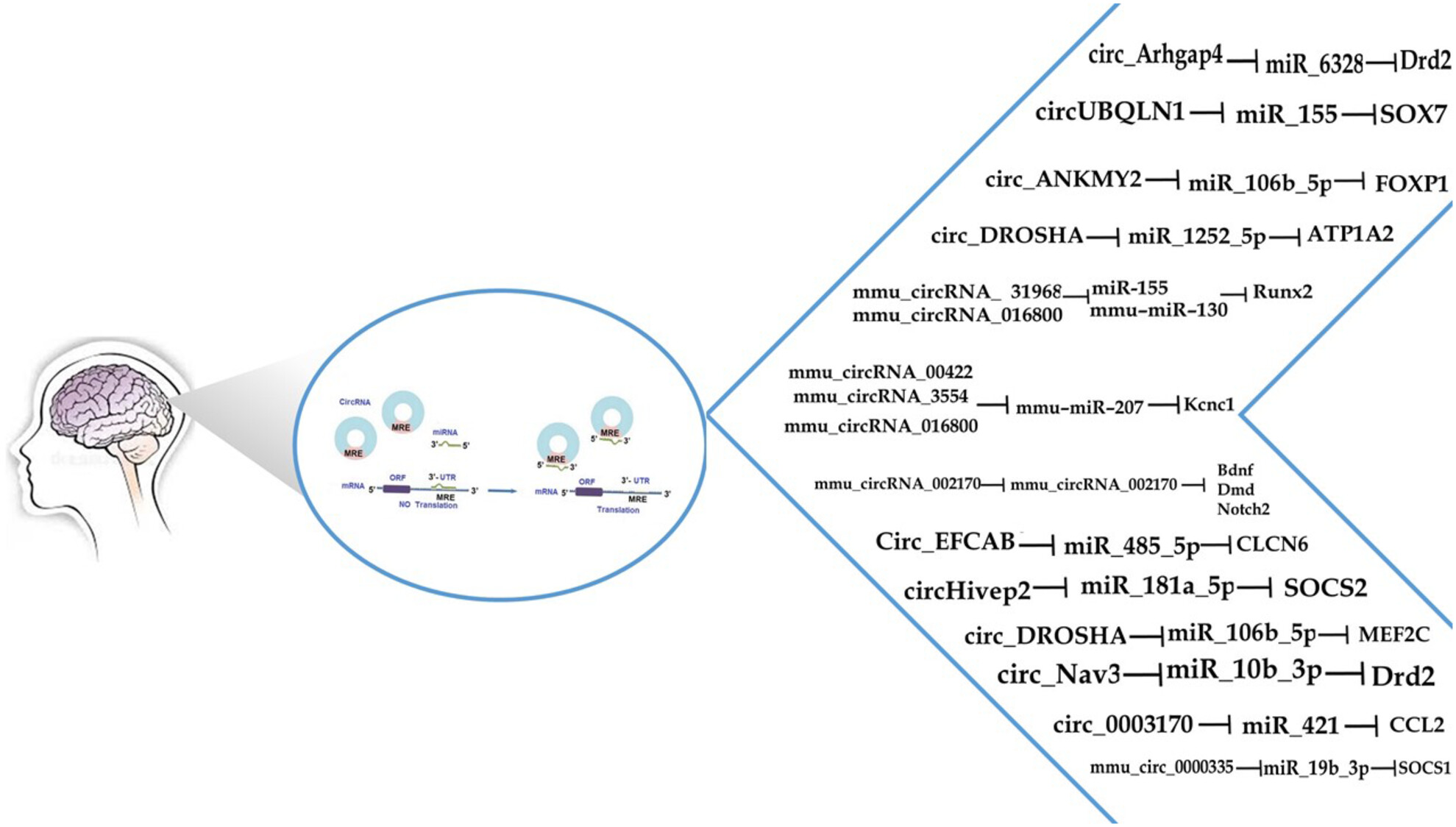 CircRNA-associated ceRNA regulatory networks as emerging mechanisms governing the development and biophysiopathology of epilepsy