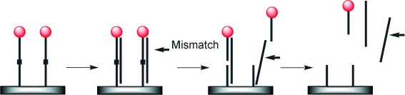 Site-Specific DNA Cleavage on a Solid Support: A Method for Mismatch Detection