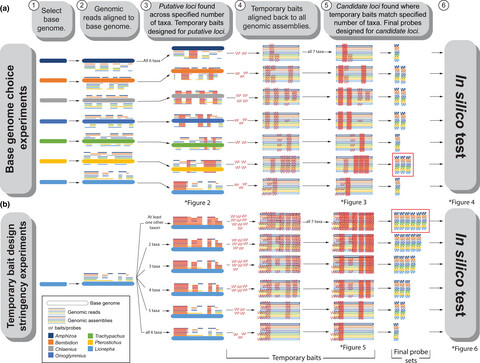 Ultraconserved element (UCE) probe set design: Base genome and initial design parameters critical for optimization