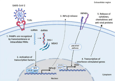 Immune response to SARS-CoV-2 in children: A review of the current knowledge