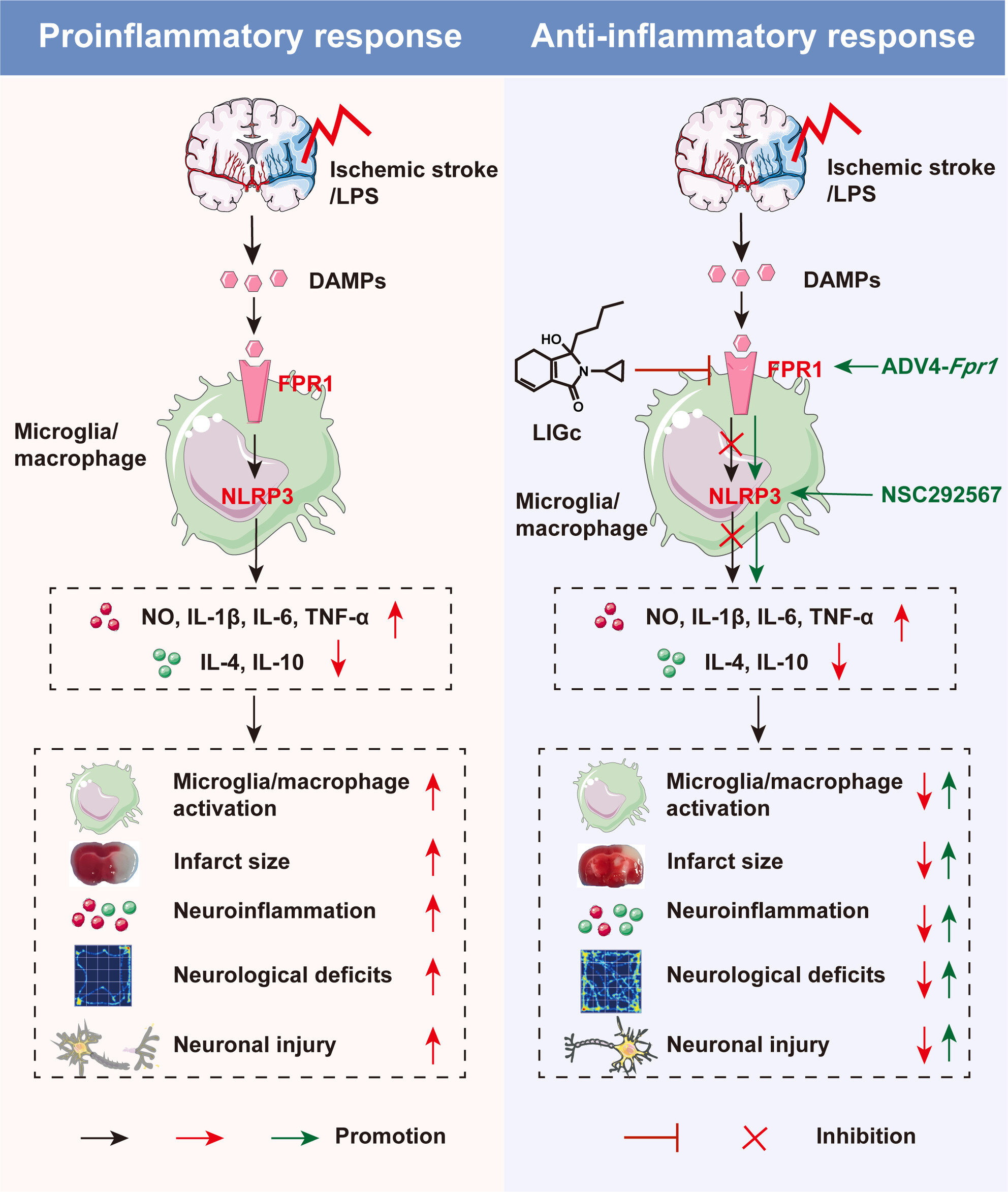 A Novel Compound Ligusticum Cycloprolactam Alleviates Neuroinflammation After Ischemic Stroke via the FPR1/NLRP3 Signaling Axis