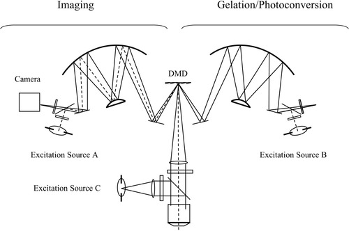 Details are in the caption following the image Details are in the caption following the image