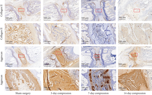 Details are in the caption following the image Details are in the caption following the image