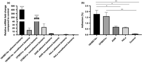 Burkholderia cenocepacia–host cell contact controls the transcription activity of the trimeric autotransporter adhesin BCAM2418 gene