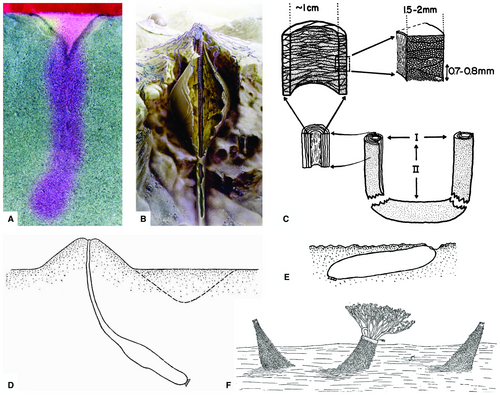 Details are in the caption following the image Details are in the caption following the image