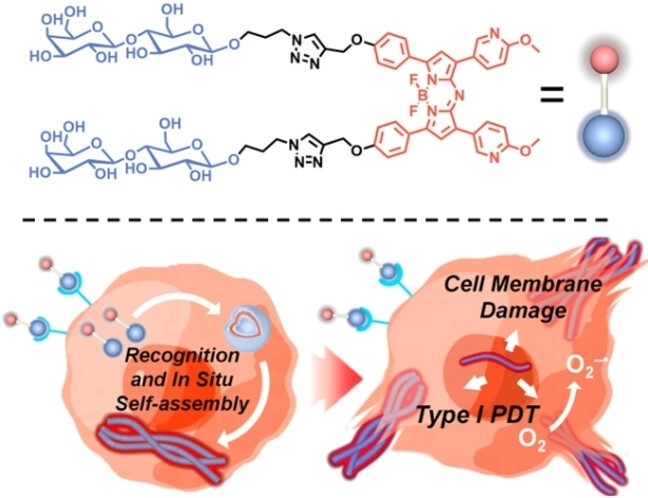 In Situ Self-Assembled J-Aggregate Nanofibers of Glycosylated Aza-BODIPY for Synergetic Cell Membrane Disruption and Type I Photodynamic Therapy