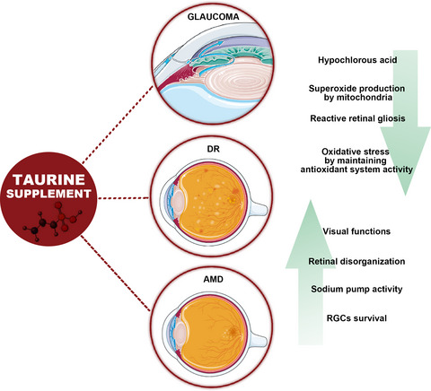 Taurine and oxidative stress in retinal health and disease