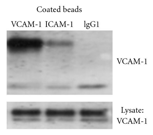 Details are in the caption following the image