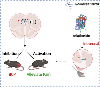 Infralimbic GABAergic May be the Target of Asiaticoside on Alleviating Bone Cancer Pain