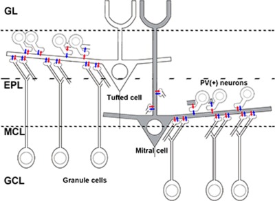 Synaptic distribution of individually labeled mitral cells in the external plexiform layer of the mouse olfactory bulb