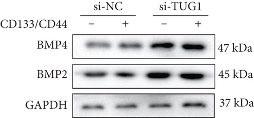 Details are in the caption following the image