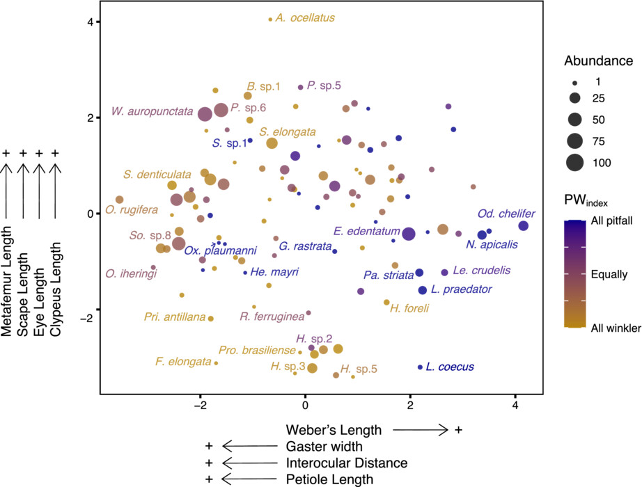 Sampling local ant diversities and the importance of trait analyses