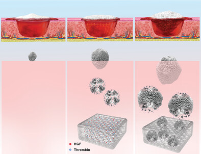 A Bioinspired Hemostatic Powder Derived from the Skin Secretion of Andrias davidianus for Rapid Hemostasis and Intraoral Wound Healing
