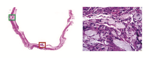 Details are in the caption following the image Details are in the caption following the image