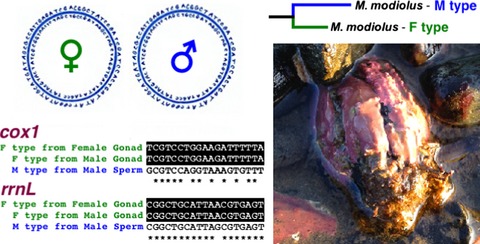 Evidence for extreme sequence divergence between the male- and female-transmitted mitochondrial genomes in the bivalve mollusc, Modiolus modiolus (Mytilidae)