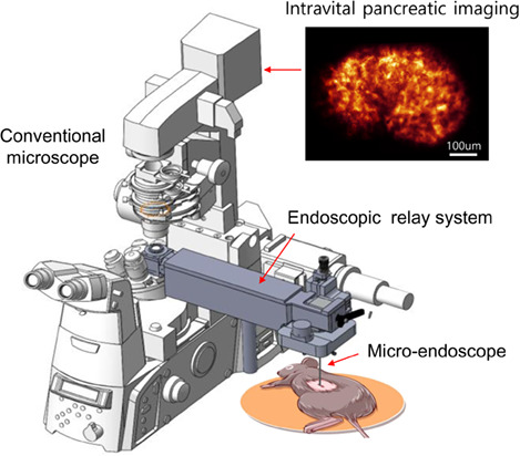 Integrative microendoscopic system combined with conventional microscope for live animal tissue imaging