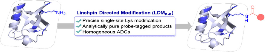 Chemoselective and Site-Selective Lysine-Directed Lysine Modification Enables Single-Site Labeling of Native Proteins