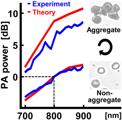 In vitro photoacoustic spectroscopy of pulsatile blood flow: Probing the interrelationship between red blood cell aggregation and oxygen saturation