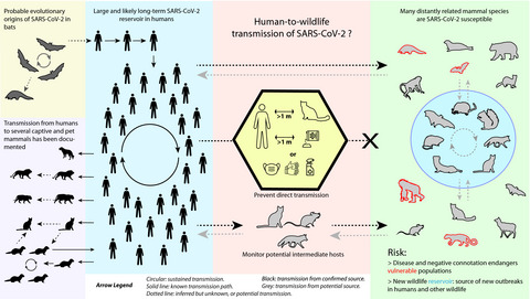 Risk of human-to-wildlife transmission of SARS-CoV-2