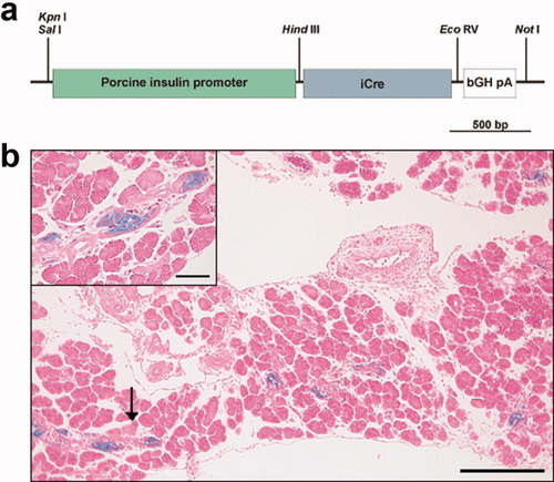 Details are in the caption following the image