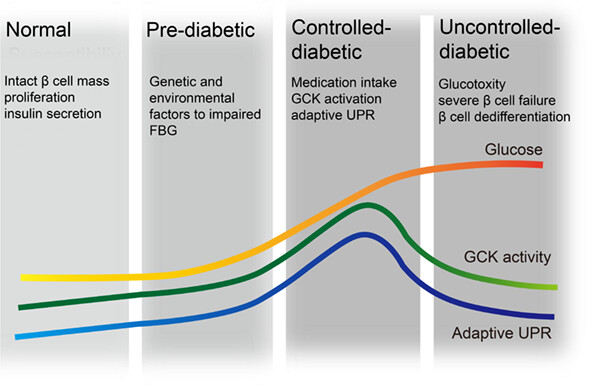 β-Cell glucokinase expression was increased in type 2 diabetes subjects with better glycemic control 血糖控制较好的2型糖尿病患者β细胞葡萄糖激酶表达增加