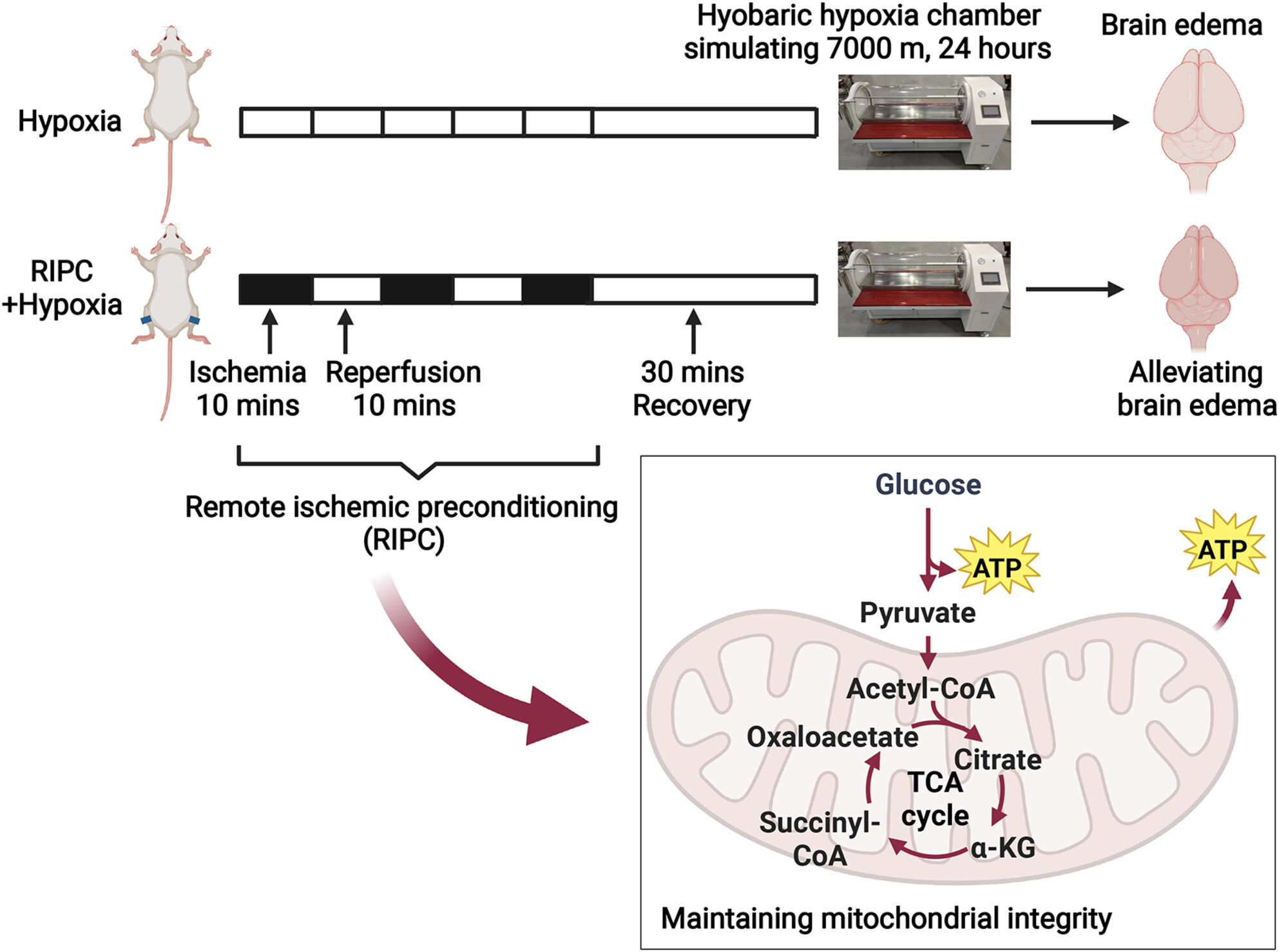 Remote ischemic preconditioning prevents high-altitude cerebral edema by enhancing glucose metabolic reprogramming