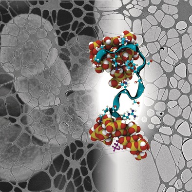 Die Struktur des Silaffin-Peptids R5 aus Diatomeen in freistehenden zweidimensionalen Biosilikatwänden