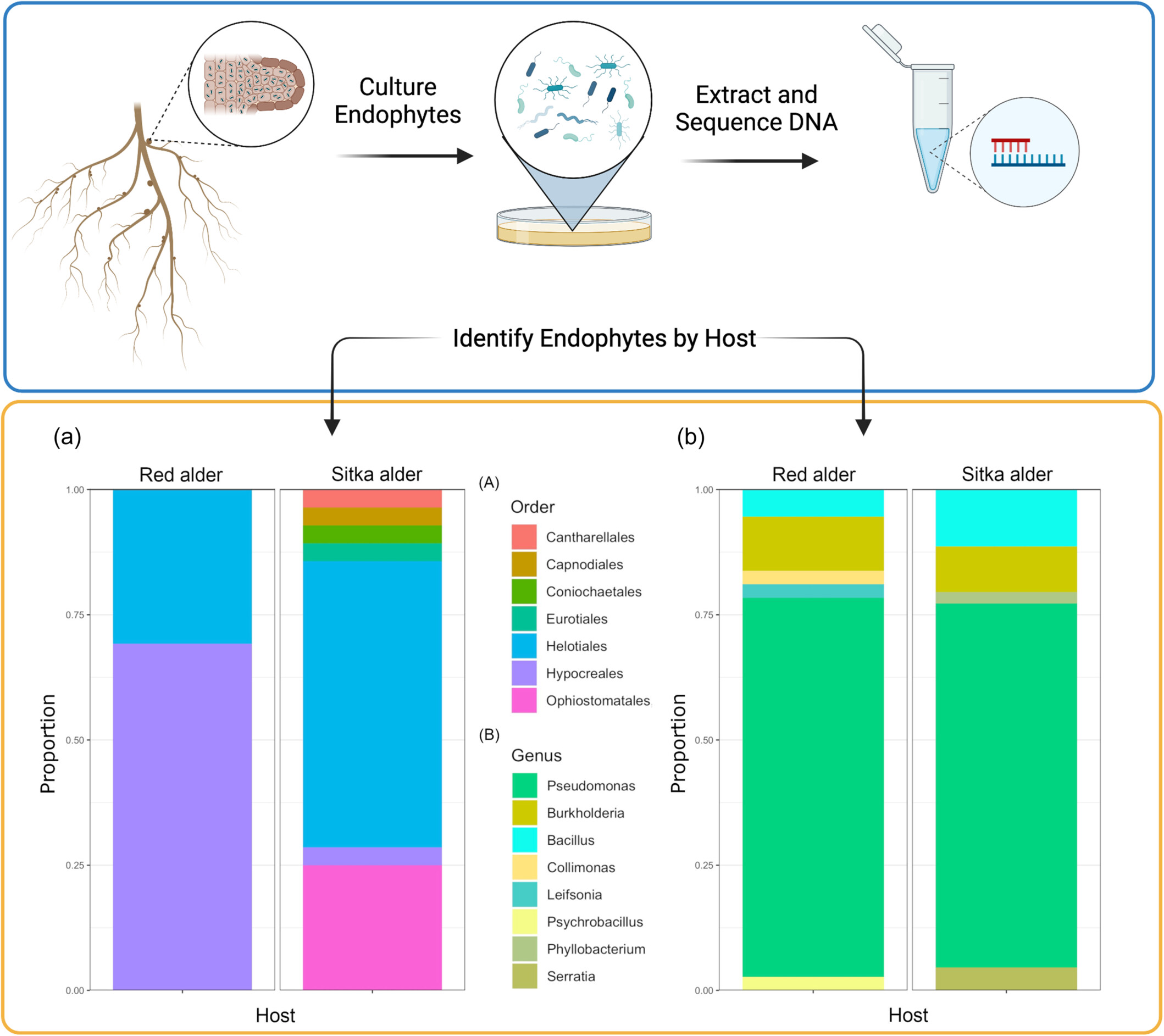 Root nodules of red alder (Alnus rubra) and Sitka alder (Alnus viridis ssp. sinuata) are inhabited by taxonomically diverse cultivable microbial endophytes