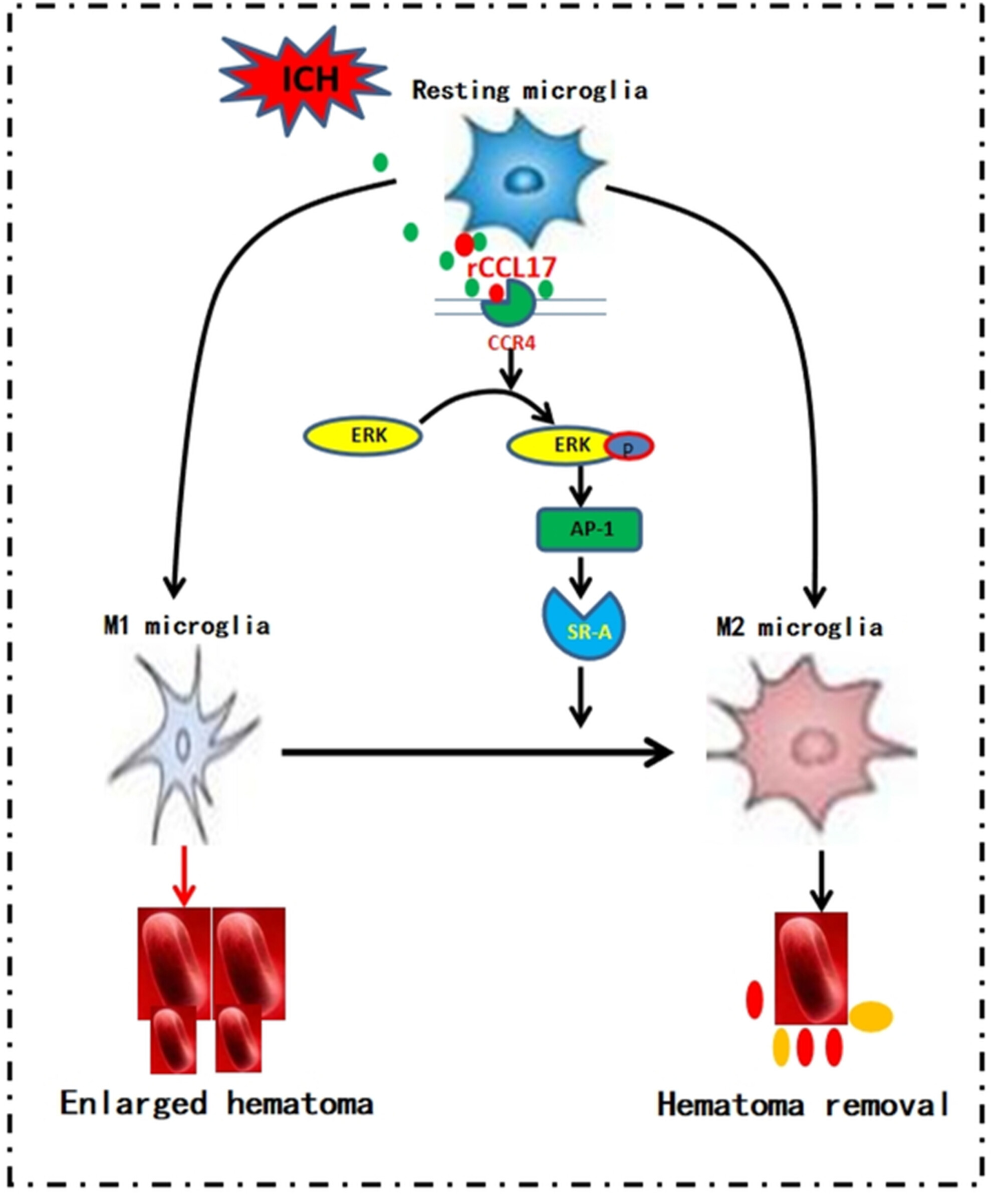 CCL17/CCR4 Axis Promotes Hematoma Clearance via ERK/AP1/SRA-Mediated Microglial Polarization After Intracerebral Hemorrhage