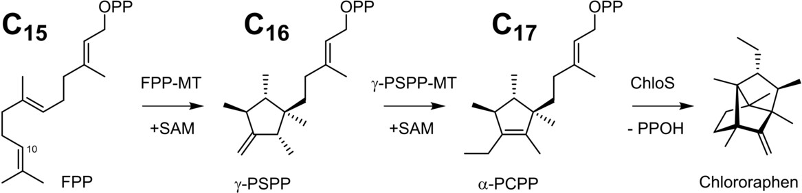 Non-canonical Biosynthesis of the Brexane-Type Bishomosesquiterpene Chlororaphen through Two Consecutive Methylation Steps in Pseudomonas chlororaphis O6 and Variovorax boronicumulans PHE5-4