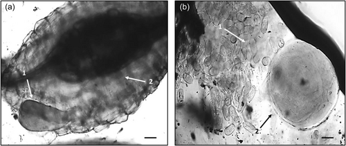 Details are in the caption following the image